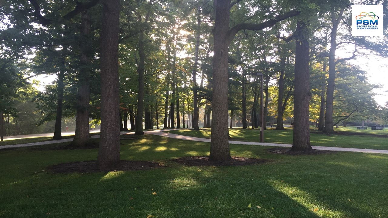 A scene of trees, grass, and criss-crossing sidewalks on Michigan State University's campus; rays of the sunlight streaming through leaves and branches.